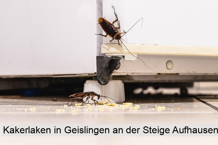Kakerlaken in Geislingen an der Steige Aufhausen